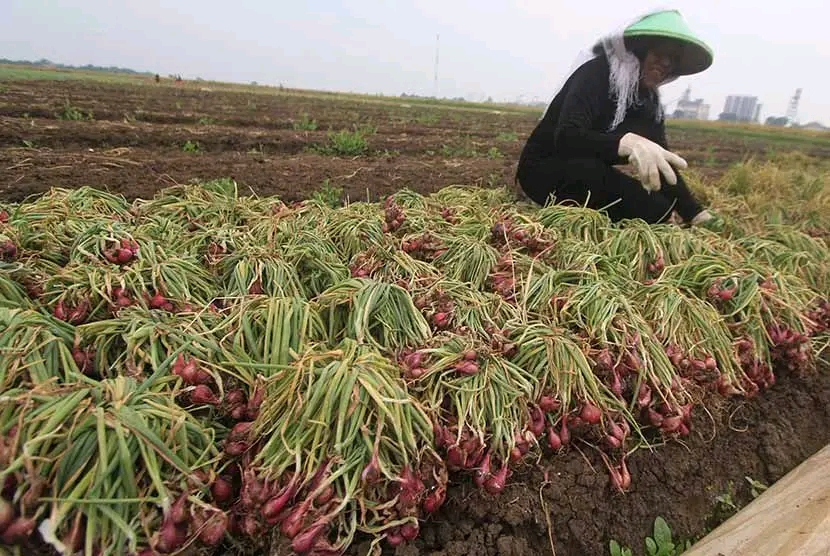 Aktivitas dan lingkungan usaha bawang merah mitrabawang.id