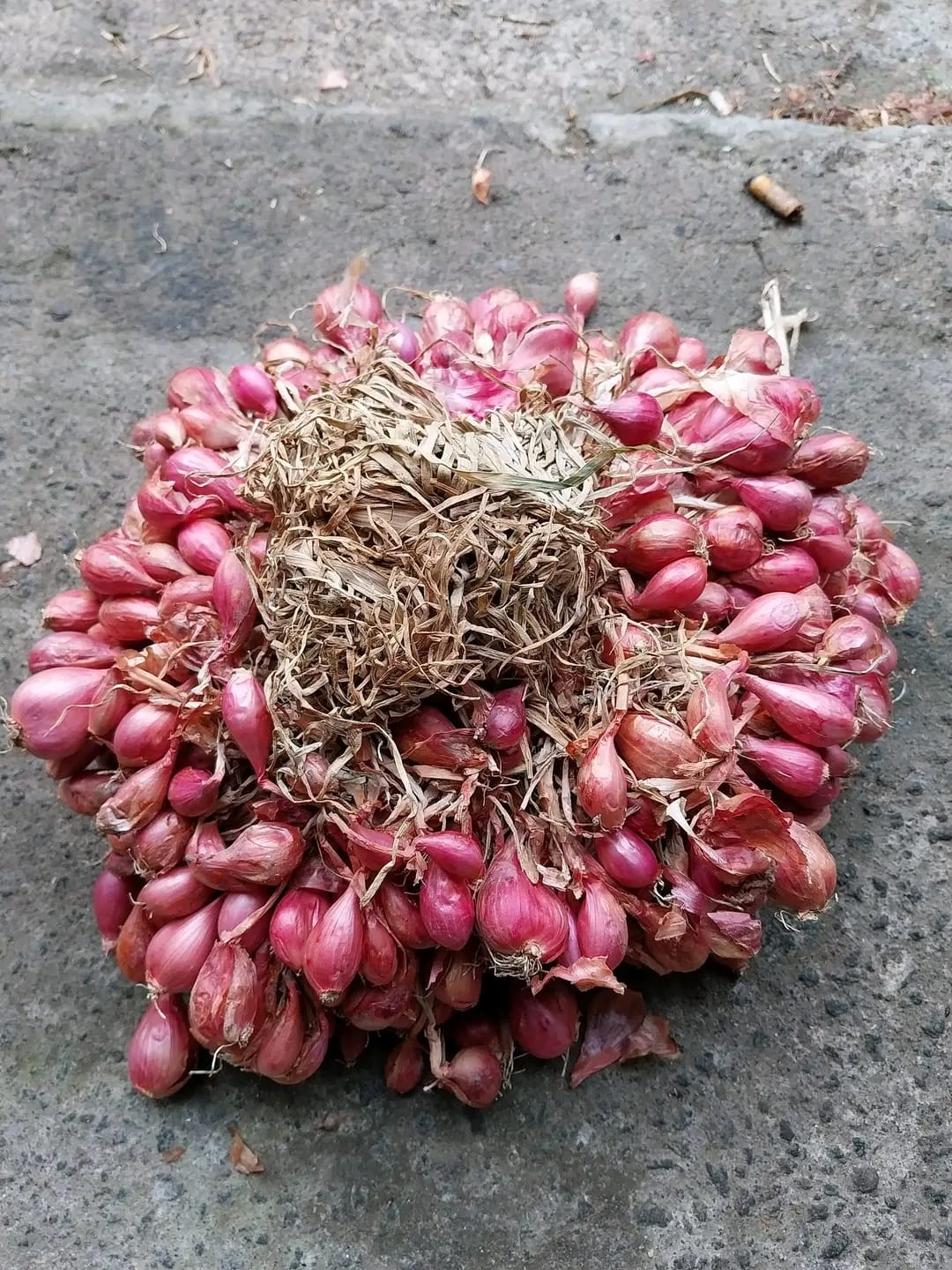 Bawang Merah Ikat