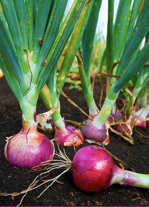 Bawang merah dan aktivitas mitrabawang.id